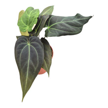 DocBlock Anthurium Dark & Handsome® '9' X Black Widow® '13' LIVE SALE 2