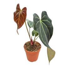 DocBlock Anthurium Dark & Handsome® '9' X Black Widow® '13' LIVE SALE 3