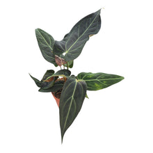 DocBlock Anthurium Dark & Handsome® '9' X Black Widow® '13' LIVE SALE 4