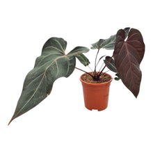 DocBlock Anthurium Dark &amp; ​​Handsome® '9' X Red Velvet Cake® '24'