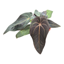 DocBlock Anthurium Dark &amp; ​​Handsome® '9' X Red Velvet Cake® '24'