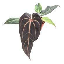 DocBlock Anthurium Dark &amp; ​​Handsome® '9' X Red Velvet Cake® '24'