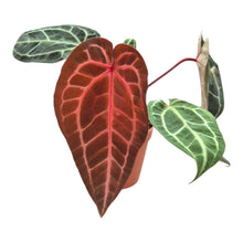 DocBlock Anthurium Home, Sweet Home® '32' X Tortoise Shell Grey® '34' LIVE SALE 1