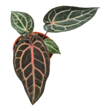DocBlock Anthurium Home, Sweet Home® '32' X Tortoise Shell Grey® '34' LIVE SALE 2