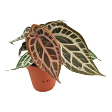 DocBlock Anthurium Michelle® '11' X Michelle® '1' LIVE SALE 1
