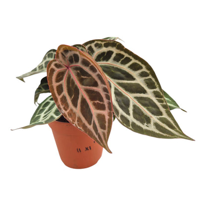 DocBlock Anthurium Michelle® '11' X Michelle® '1' LIVE SALE 1