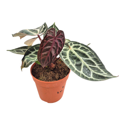 DocBlock Anthurium Michelle® '11' X Michelle® '1' LIVE SALE 2