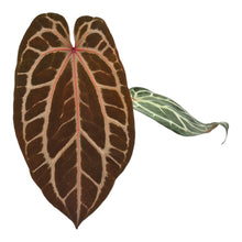 DocBlock Anthurium Michelle® '1' X DocBlock Zara® '3' LIVE SALE 1