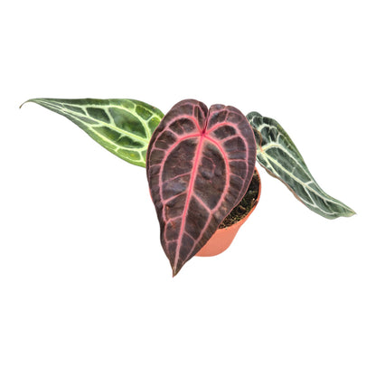 DocBlock Anthurium Minerva® '20' X Michelle® '10' LIVE SALE 1