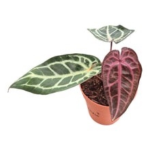 DocBlock Anthurium Minerva® '20' X Michelle® '10' LIVE SALE 2