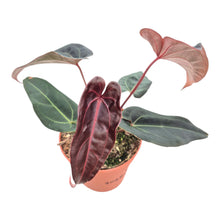 DocBlock Anthurium Minerva® '20' X Red Velvet Cake® '24' LIVE SALE 1