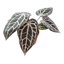 DocBlock Anthurium Red Velvet Cake® '24'