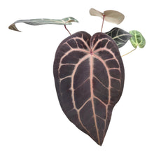 DocBlock Anthurium Red Velvet Cake® '24'