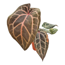 DocBlock Anthurium Red Velvet Cake® '24'