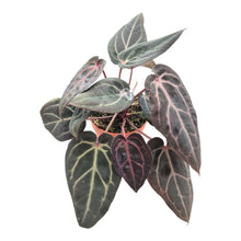 DocBlock Anthurium Red Velvet Cake® '24'