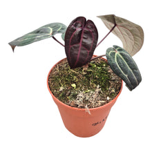 DocBlock Anthurium Red Velvet Cake® '24' X Red Velvet Cake® '24' LIVE SALE 1