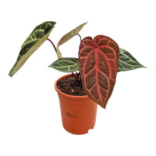 DocBlock Anthurium Zara® '14'