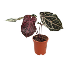 DocBlock Anthurium Zara® '14'
