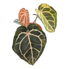 DocBlock Anthurium Zara® '14'