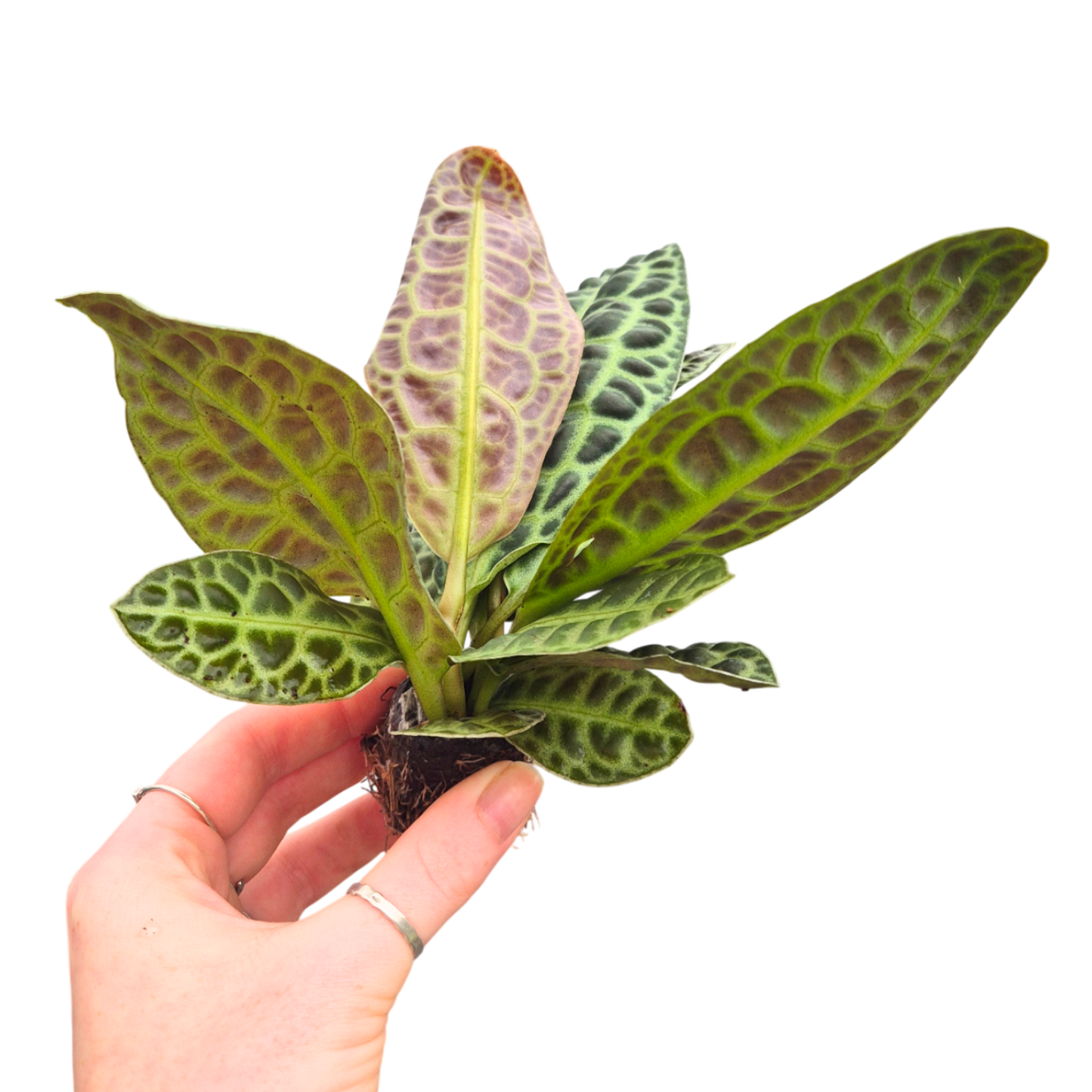 Labisia Kura Kura
