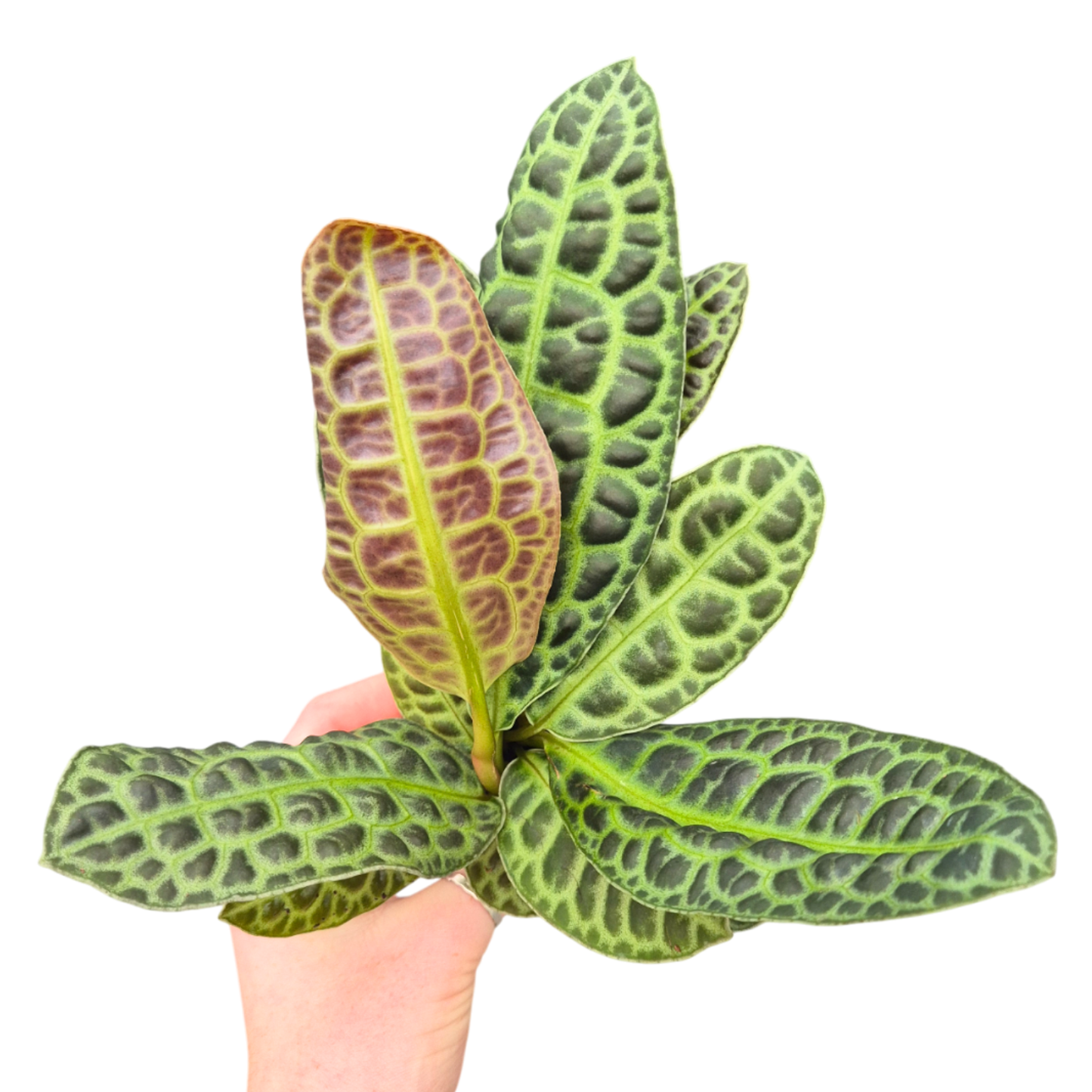 Labisia Kura Kura