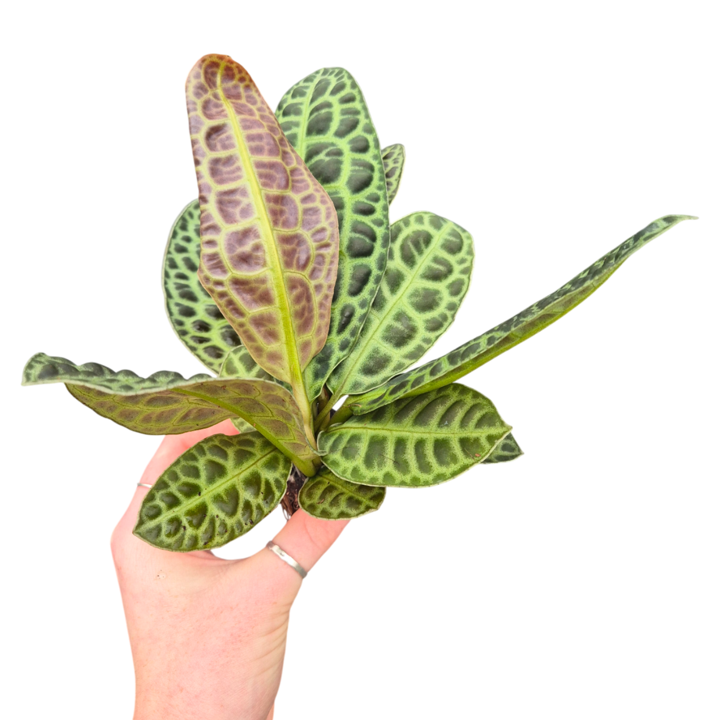 Labisia Kura Kura