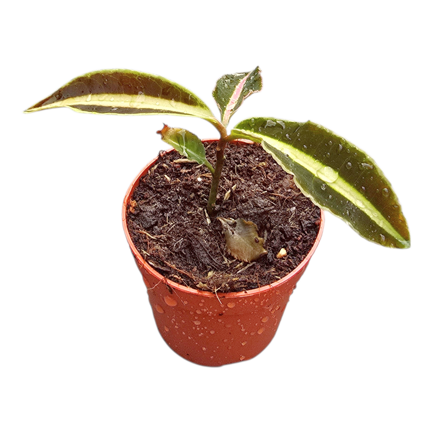 Labisia Jabi