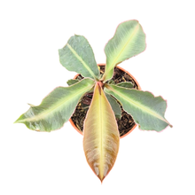 Labisia pumila