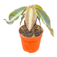 Labisia pumila