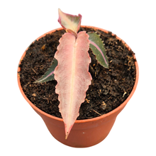 Labisia Pumila Electric Pink