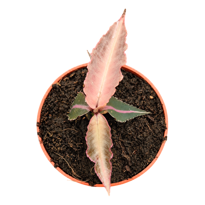 Labisia pumila Electric Pink