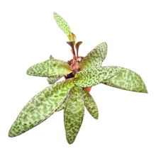 Ledebouria socialis