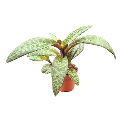 Ledebouria Socialis