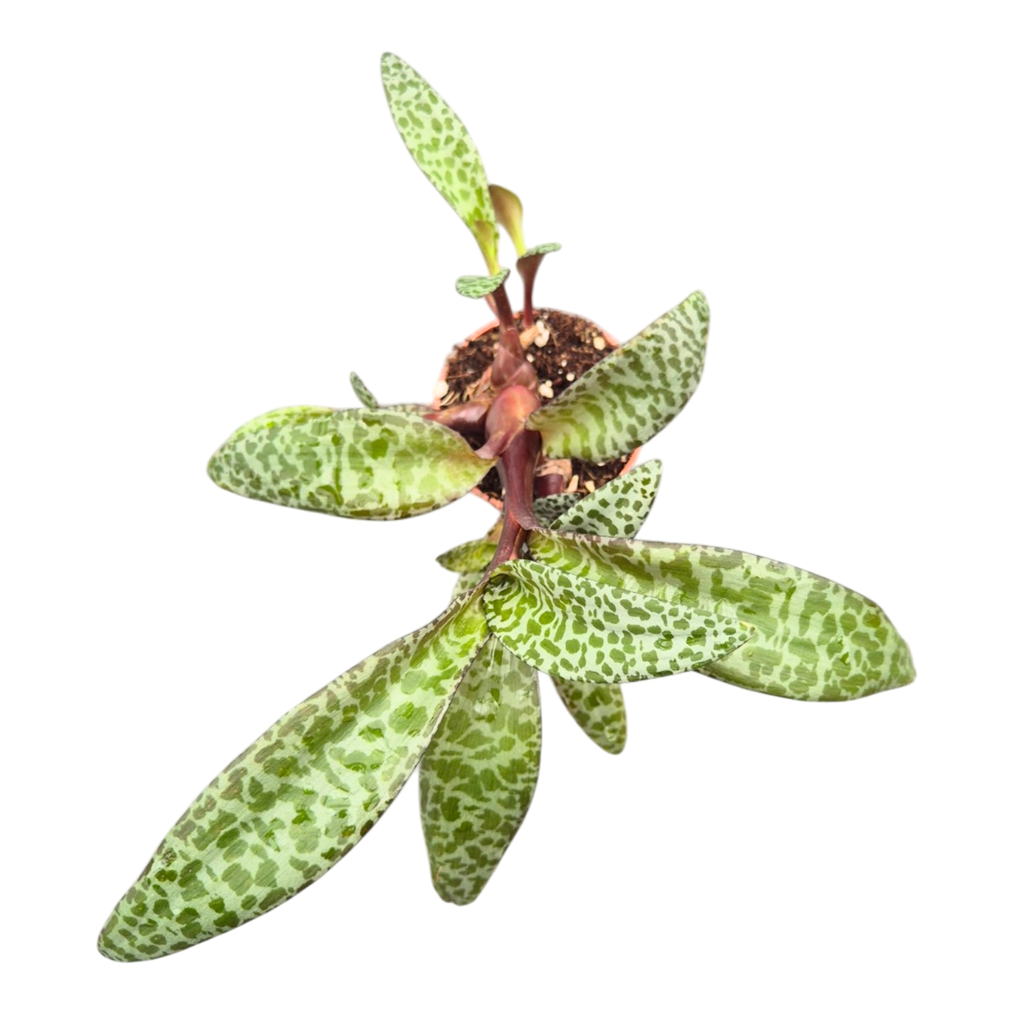 Ledebouria Socialis