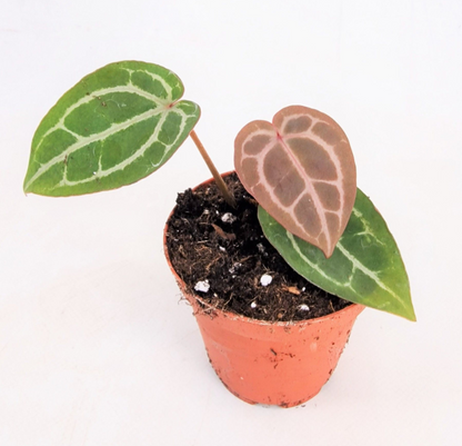 DocBlock Anthurium Michelle®