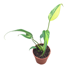 Monstera Burle Marx Flame Variegata