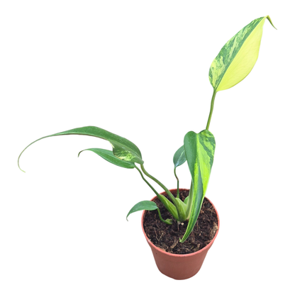 Monstera Burle Marx Flame Variegata