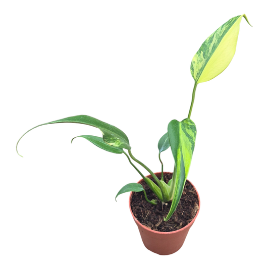 Monstera Burle Marx Flame Variegata