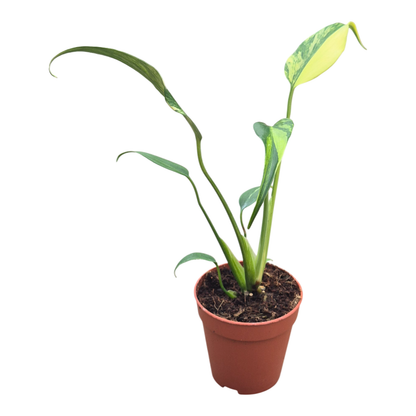 Monstera Burle Marx Flame Variegata