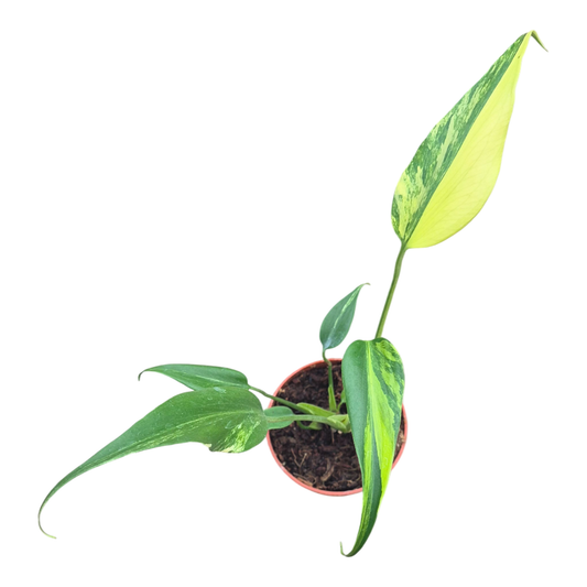 Monstera Burle Marx Flame Variegata