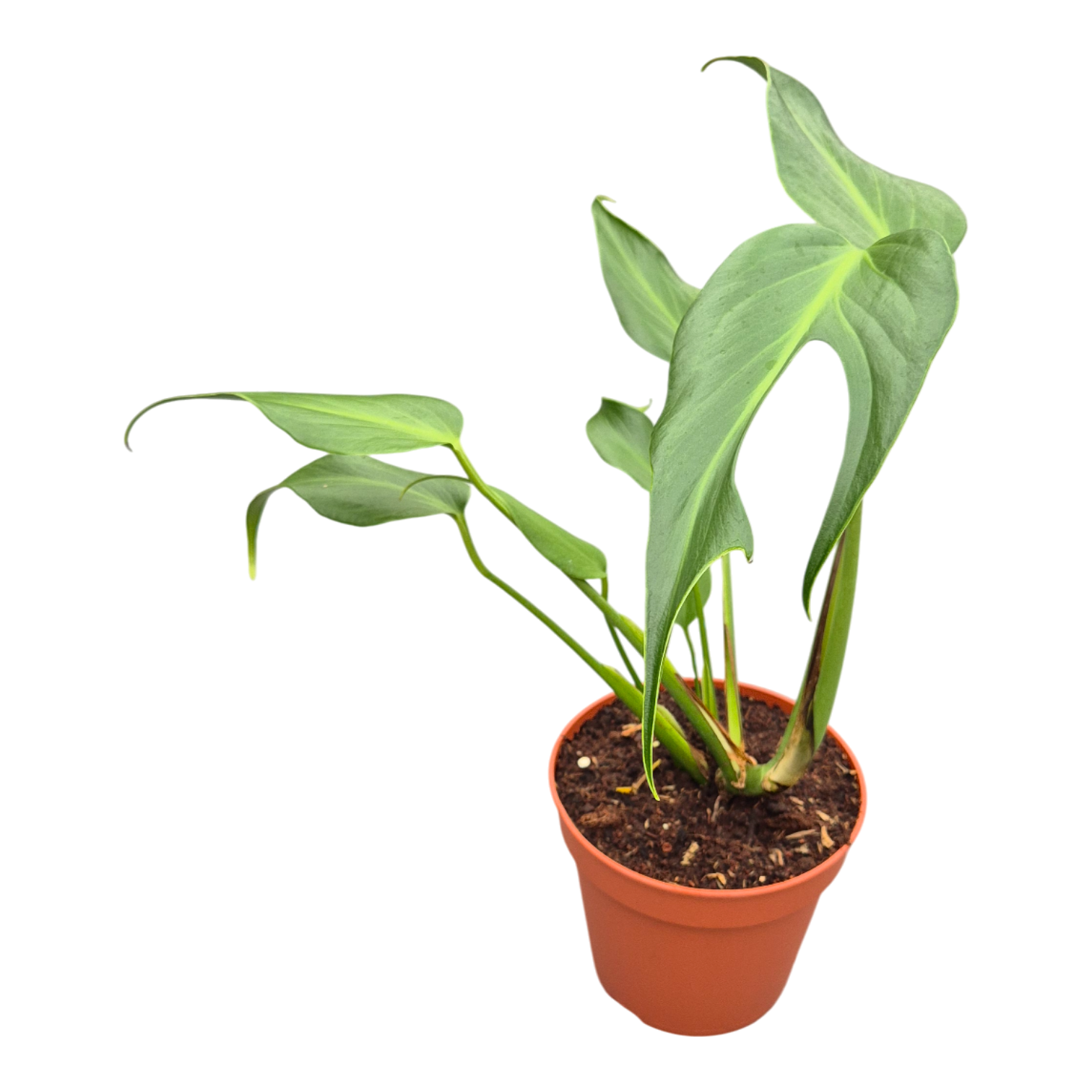 burle marx flame philodendron Monstera Burle Marx Flame