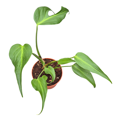 Monstera Burle Marx Flame