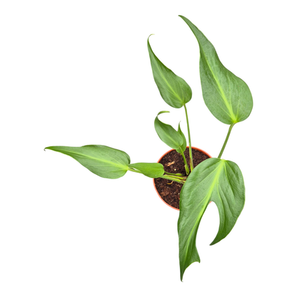 Monstera Burle Marx Flame