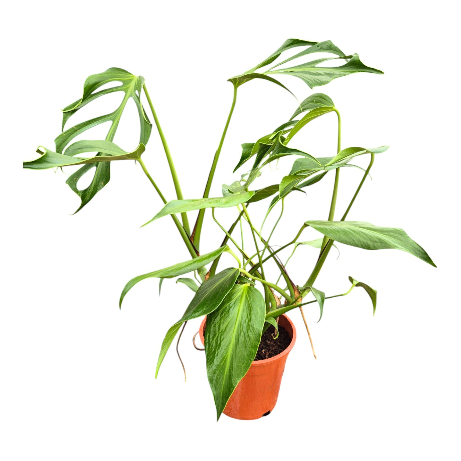 burle marx flame philodendron Monstera Burle Marx Flame – Casa Botanica
