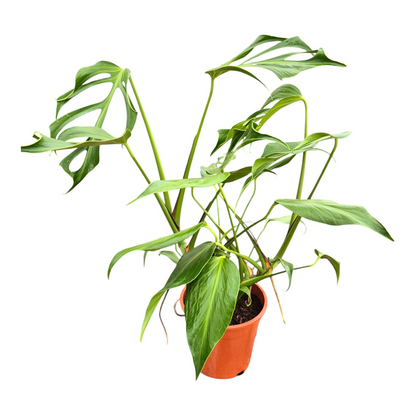 Monstera Burle Marx Flame