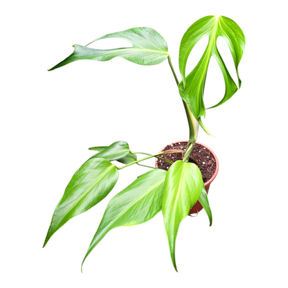 Monstera Burle Marx Flame