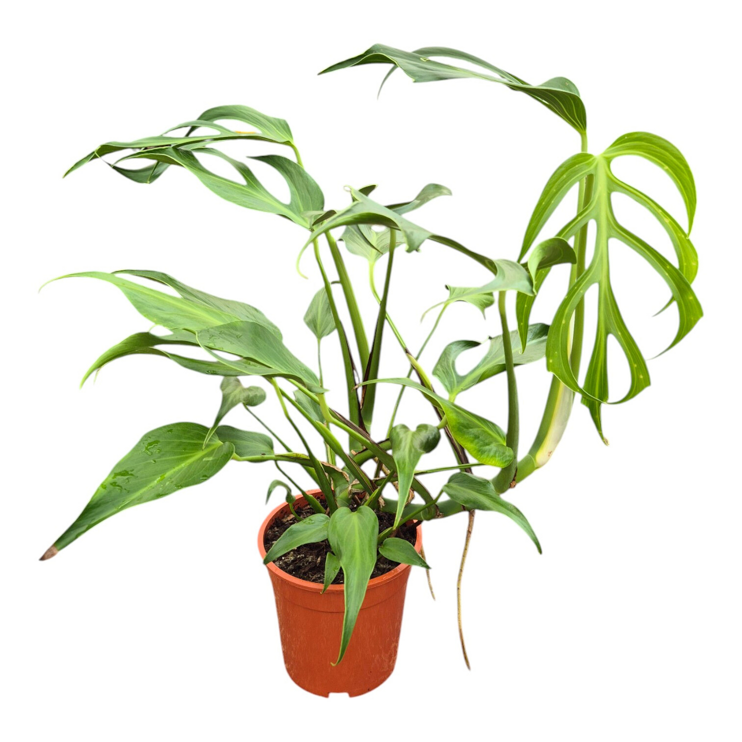 Monstera Burle Marx Flame