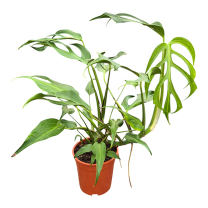 Monstera Burle Marx Flame