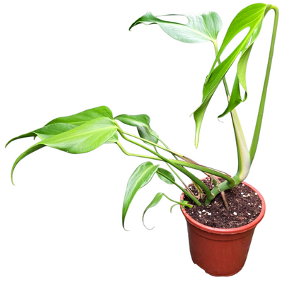 Monstera Burle Marx Flame