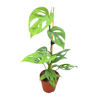 Monstera Sp.
